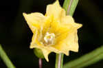 Coastal groundcherry